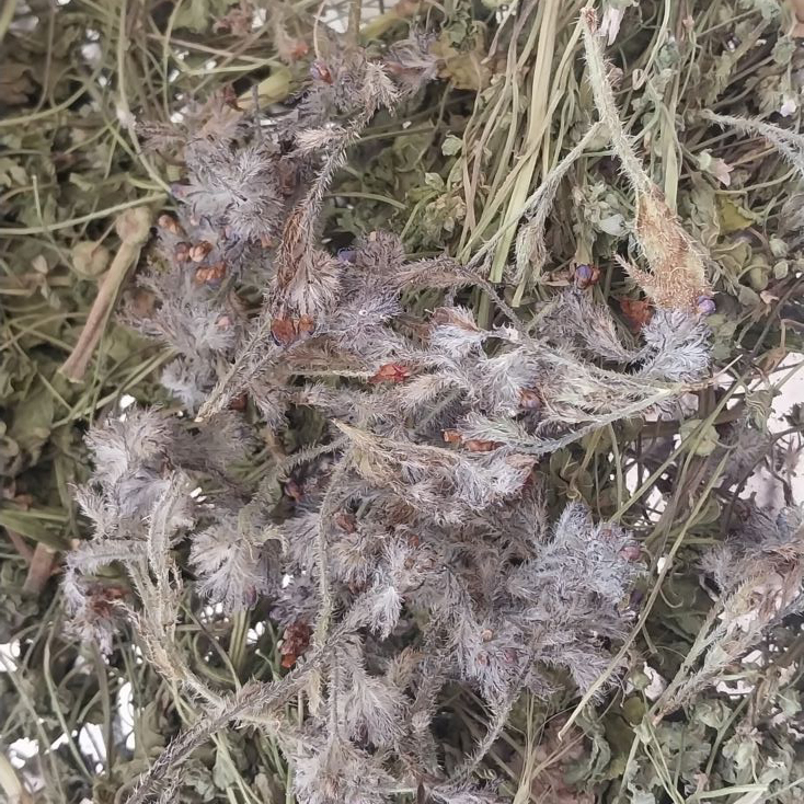 گیاهان دارویی